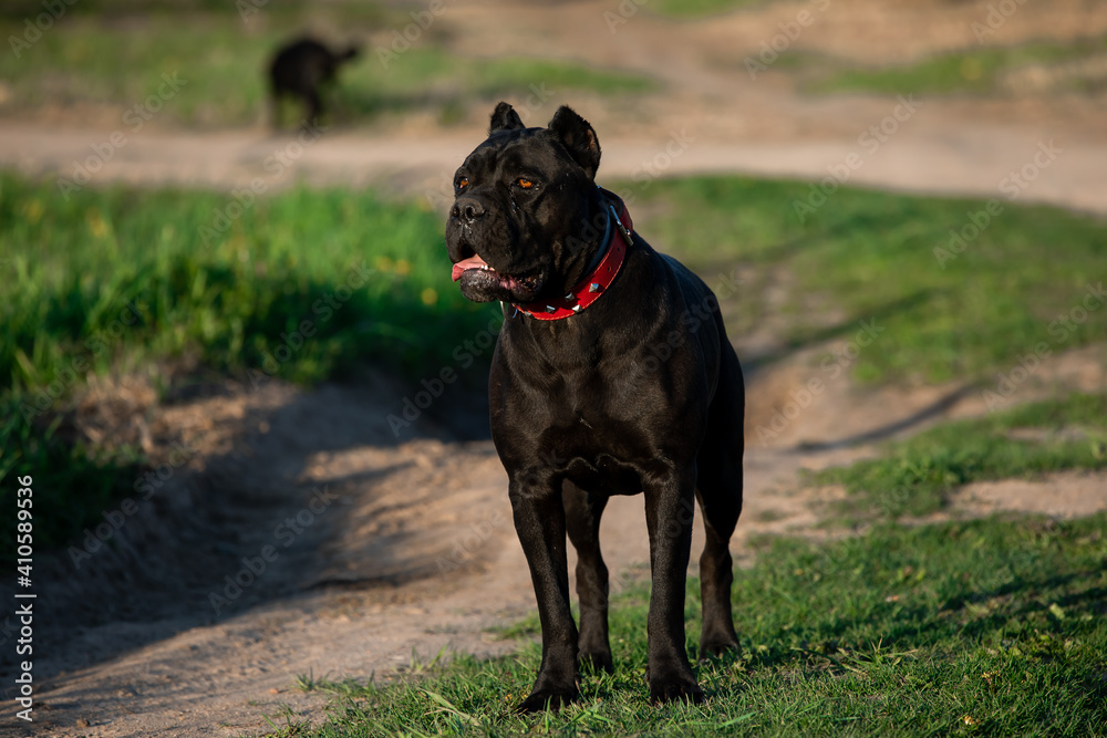 a black Italian Cane Corso in a park on a green lawn. Strength, power, muscle, dog.