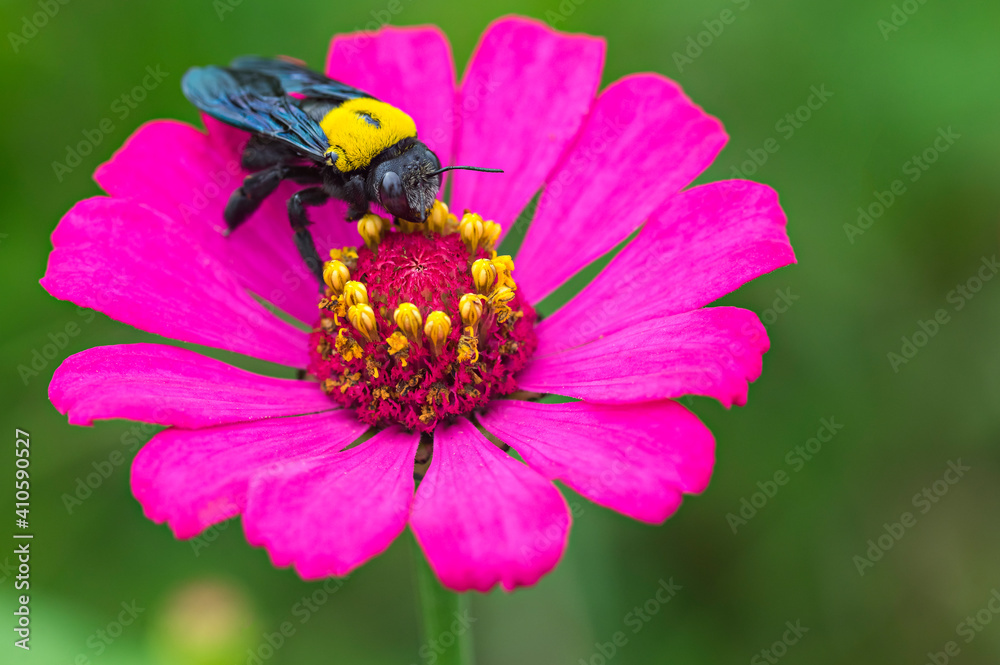 A beetle on the Beautiful pink Zinnia flower with blurred background A beetle on the Beautiful pink Zinnia flower with blurred background