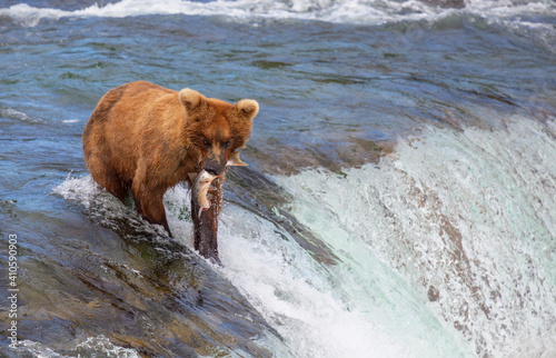 Bear on Alaska © Galyna Andrushko