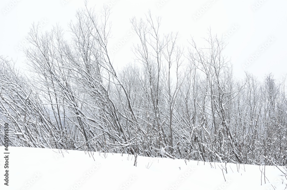 Naklejka premium pristine white winter landscape