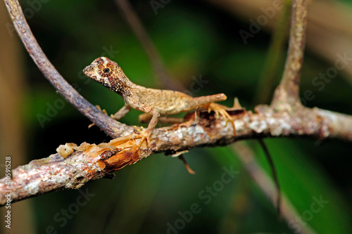 Sri Lankan kangaroo lizard // Wiegmanns Agame (Otocryptis wiegmanni) photo