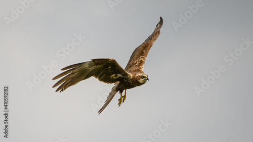 Marsh Harrier in flight against the sky