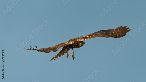 Marsh Harrier in flight against the sky