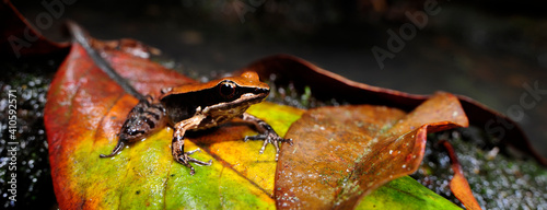 Bronzefrosch // Bronzed frog (Indosylvirana temporalis) - Sri Lanka photo