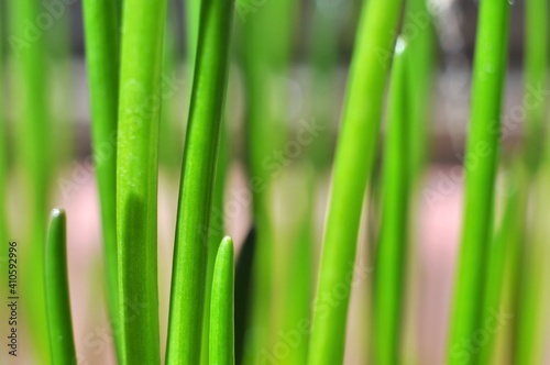 Las szczypiorku (Allium schoenoprasum), mała głębia ostrości