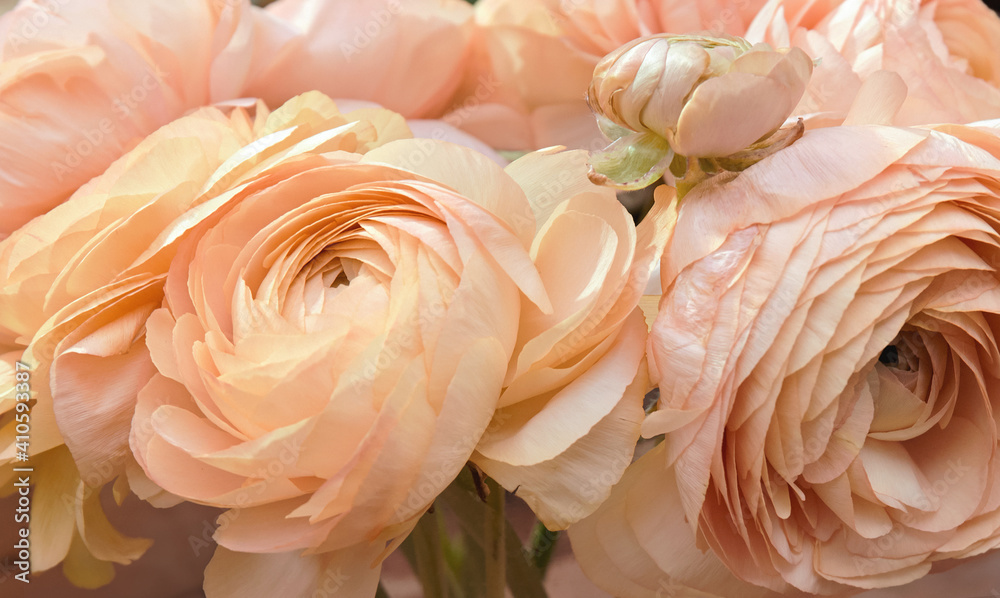 Pale ranunculus flowers in a bouquet, close up Pale ranunculus flowers in a bouquet, close up