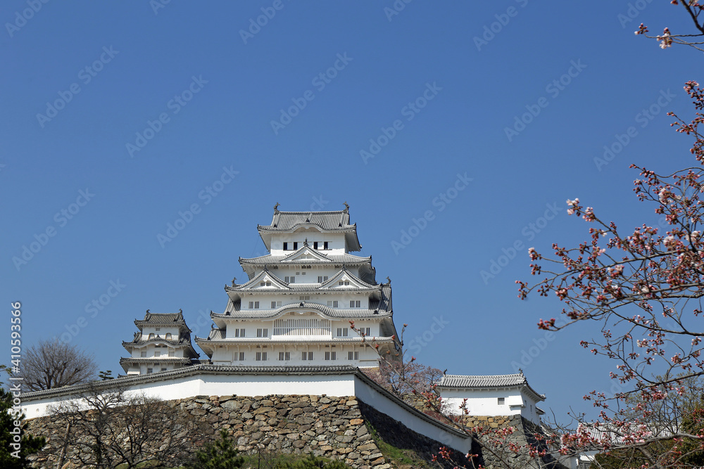 初春の姫路城と桜