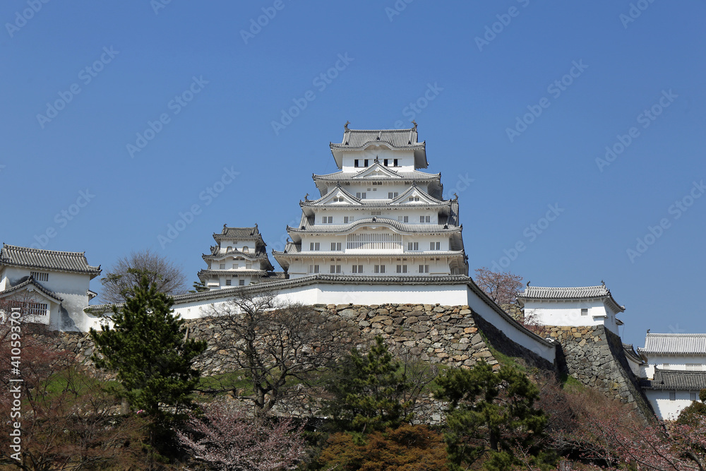 初春の姫路城と桜 初春の姫路城と桜