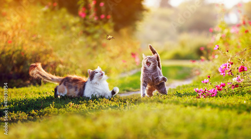 two beautiful cats on a summer sunny day meadow catch a flying butterfly