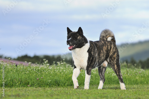 American Akita dog photo