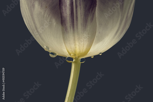 think smart and save water, water drops on iluminated flower bottom