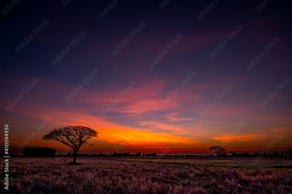 Beautiful view of rice paddy field during sunset in Thailand. Nature composition