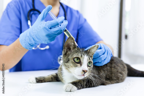 Fototapeta Naklejka Na Ścianę i Meble -  Cat on examination table of veterinarian clinic. Veterinary care. Vet doctor and cat.