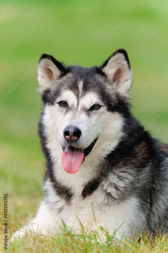 Alaskan Malamute in spring