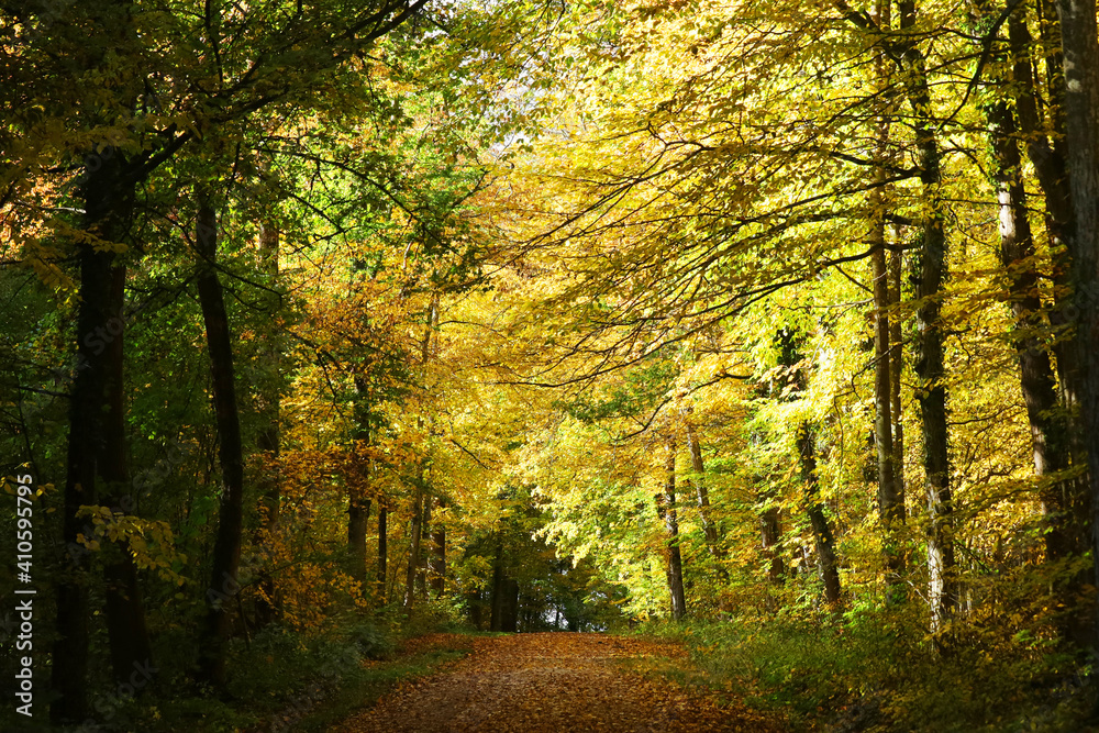 Autumn forest in Baden-Wurttemberg, Germany	