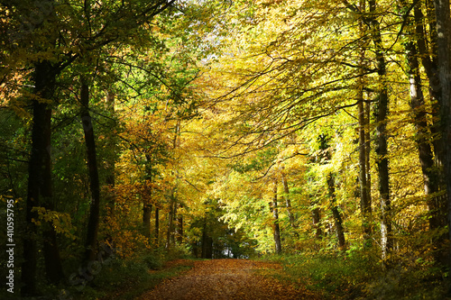 Autumn forest in Baden-Wurttemberg  Germany 