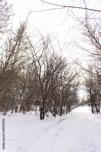  Snow fell in the forest. Branches of trees in ice and snow. The path is trodden deep into the forest. © Yuliya