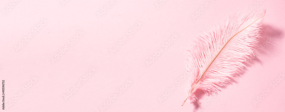Pink ostrich feather on pink pastel background long banner format. Beautiful design elements for your project. Minimalism style composition.
