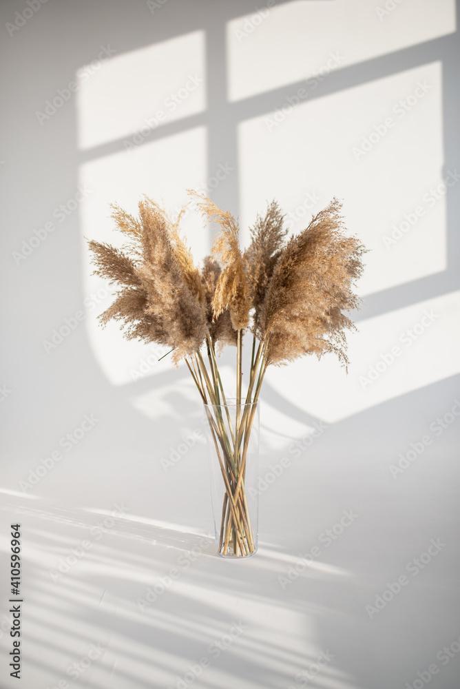 Plakat pampas grass on a white background with the rays of the sun