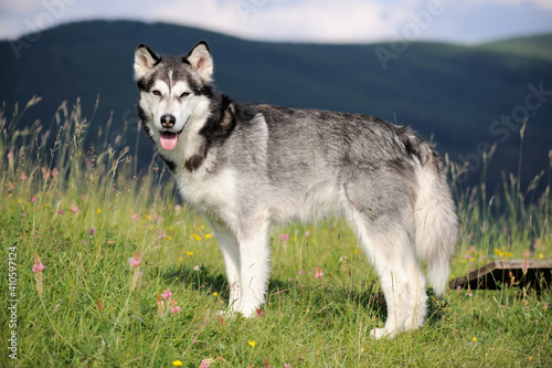 Alaskan Malamute in spring