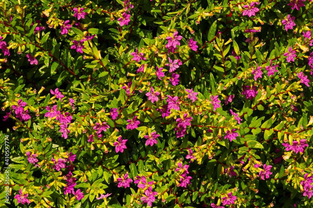 Shrub with small green leaves and purple flowers for ornamental plants.