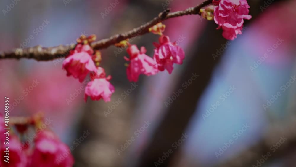 Spring concept: A Japanese white-eye bird in cherry blossoms Spring concept: A Japanese white-eye bird in cherry blossoms