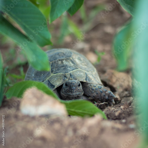 Small turtle on the grass