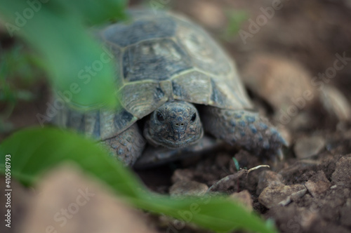 Small turtle on the grass