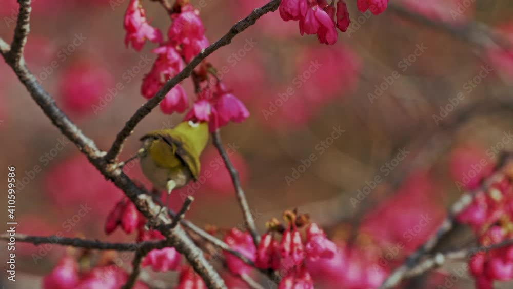 Spring concept: A Japanese white-eye bird in cherry blossoms Spring concept: A Japanese white-eye bird in cherry blossoms