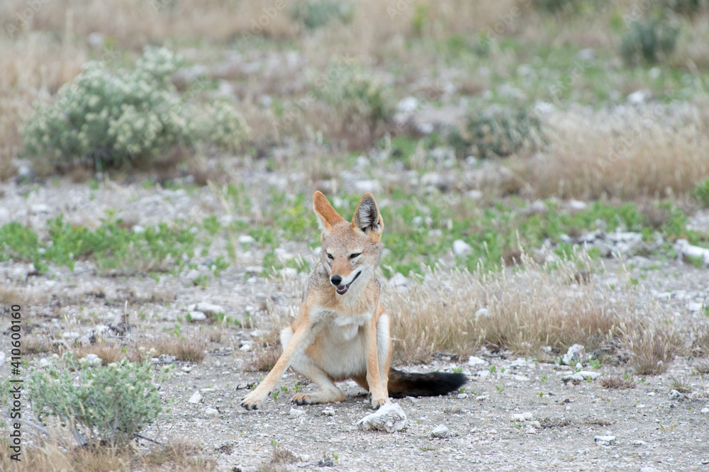Fototapeta premium Black-backed jackal