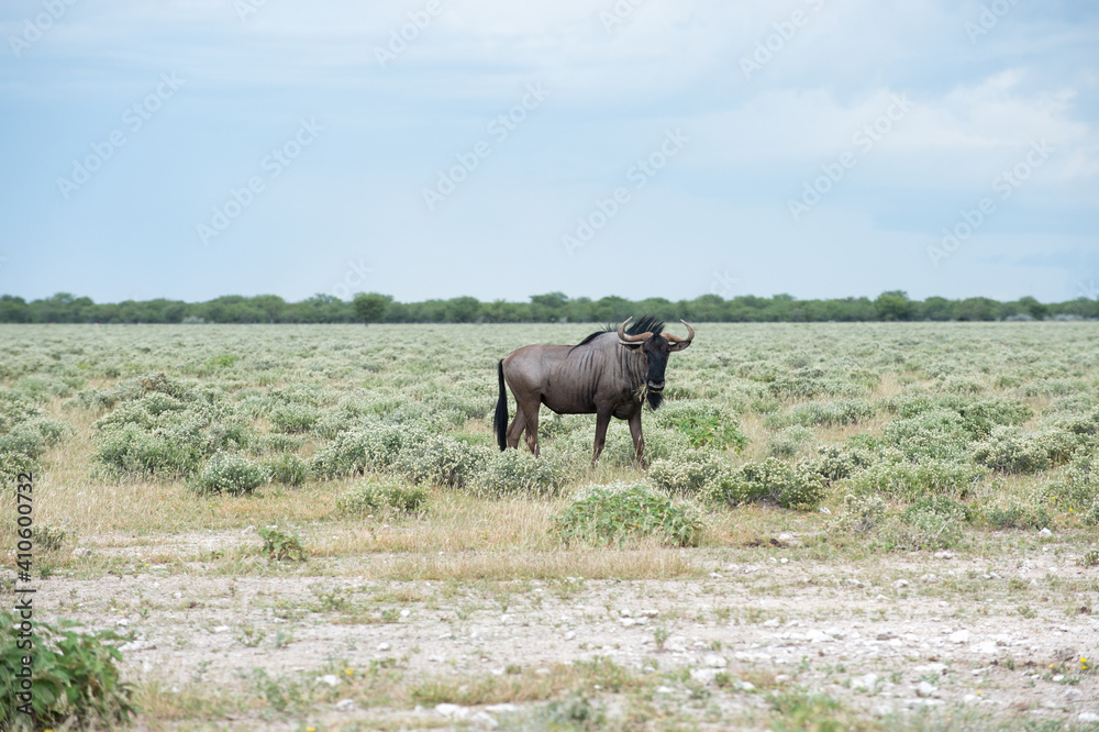 Blue wildebeest