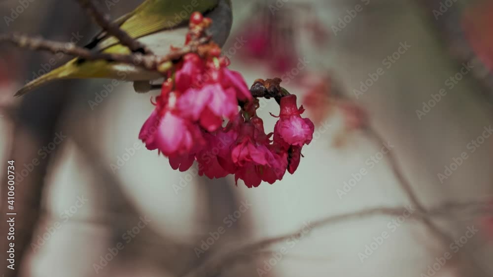 Spring concept: A Japanese white-eye bird in cherry blossoms Spring concept: A Japanese white-eye bird in cherry blossoms