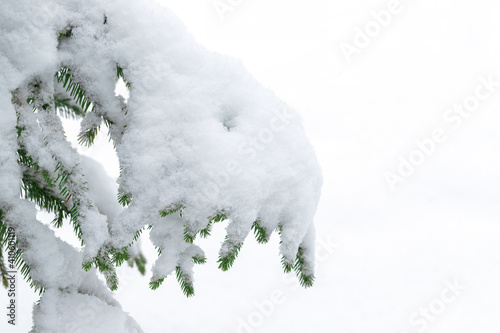 Frozen branch of spruce and light background