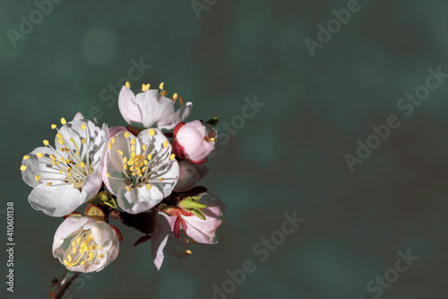 Spring flowers of apricot tree on the branches.
