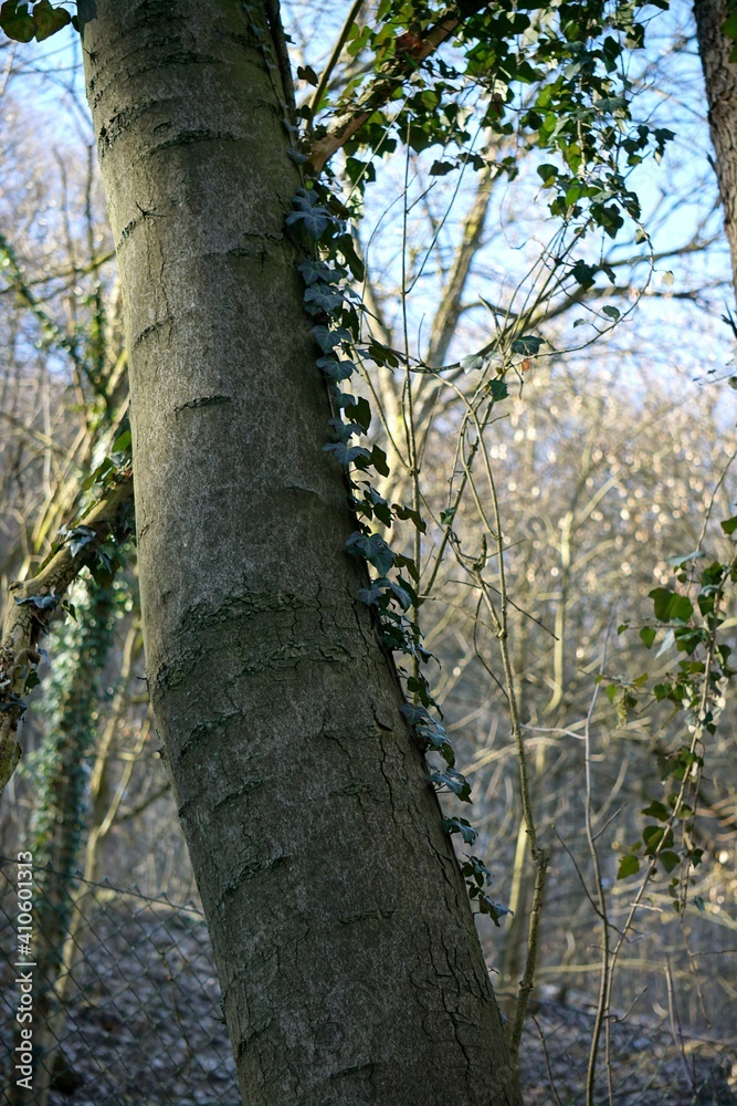 Fototapeta premium ivy on a tree next to a hiking trail in Marburg at the Hebronberg, Hessen, Germany, February
