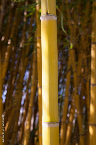  Golden bamboo With golden stems and green leaves. Popular to decorate the garden because it is a golden bamboo And beautiful yellow Look more unusual than the typical bamboo.