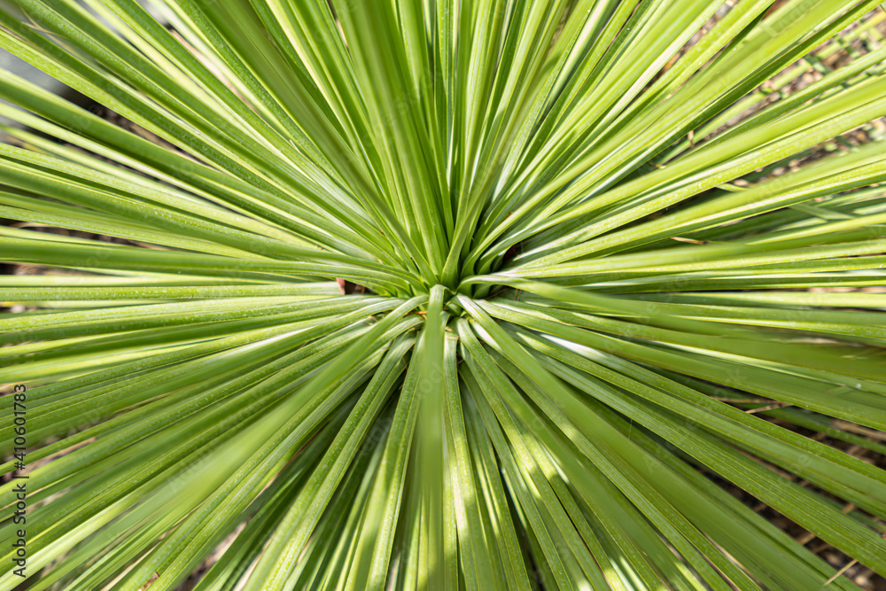 close up of palm tree close up of palm tree