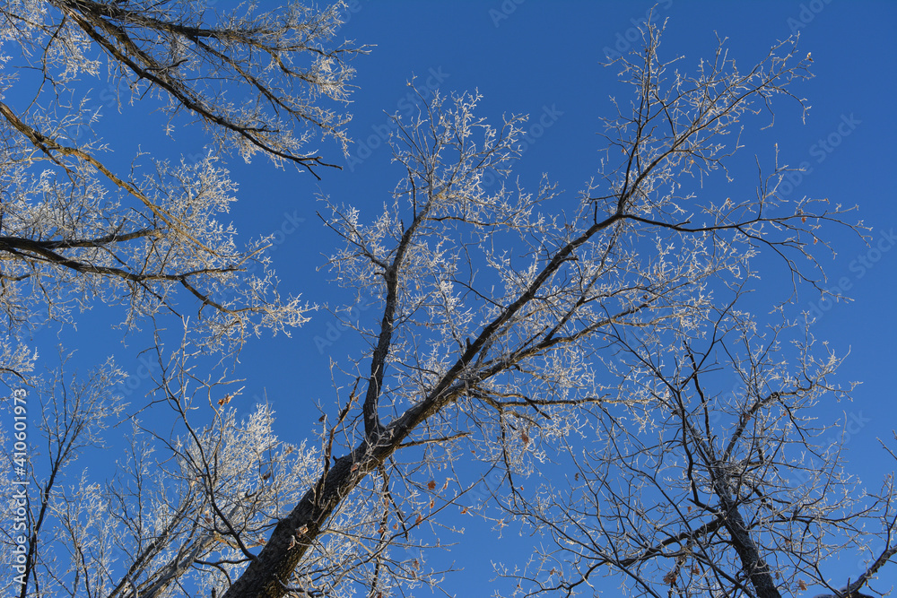 Beautiful landscape with tree tops in hoarfrost on the background of clear blue sky. View from below Beautiful landscape with tree tops in hoarfrost on the background of clear blue sky. View from below