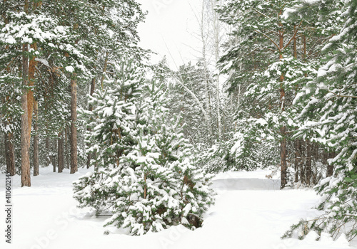 Pine trees are covered with snow, on a blurred background of the winter forest. A lot of white fluffy snow. Selective focus. Beautiful bokeh.