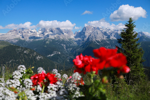 Primo piano fiori rossi e bianchi con dietro una bellissima vista sulle montagne dal rifugio 5 laghi in Trentino, viaggi e paesaggi in Italia