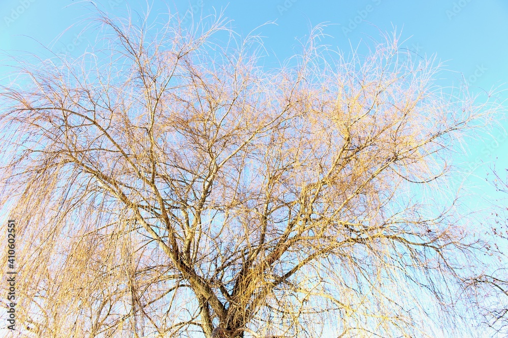 Yellow willow branches look bright in winter Yellow willow branches look bright in winter