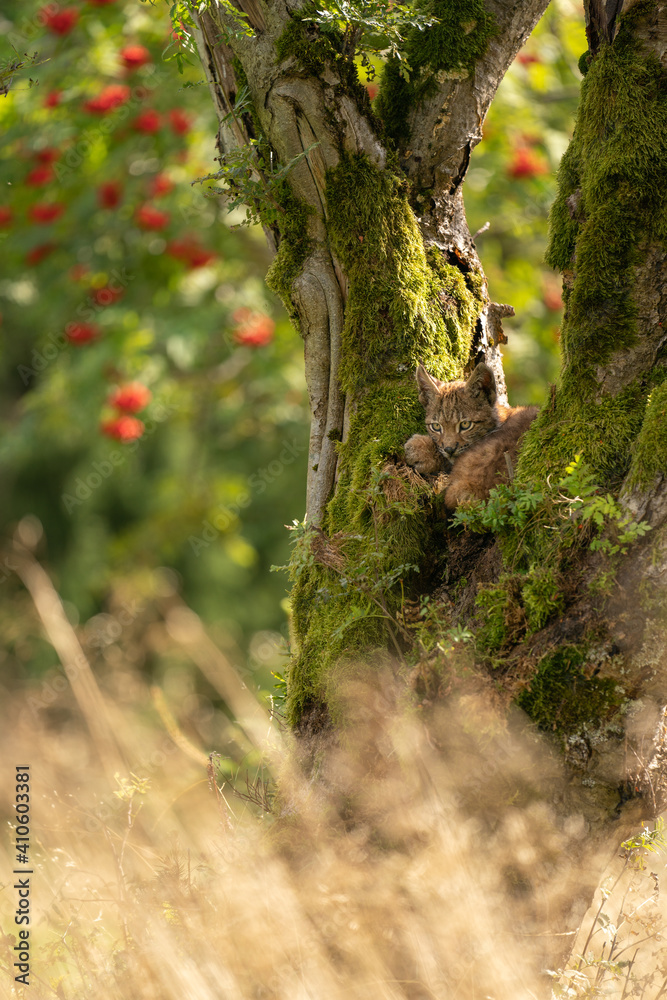 Sitting small lynx cub in a mossy tree with red furits tree in the background and golden long grass on a bottom.