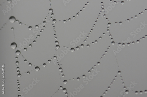 Rain drops in a spider web in a rainy day