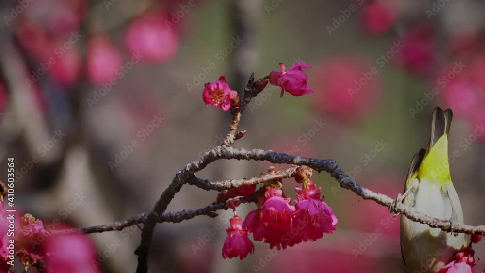 Spring concept: A Japanese white-eye bird in cherry blossoms Spring concept: A Japanese white-eye bird in cherry blossoms