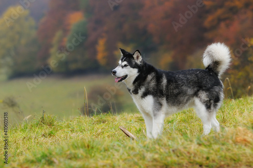 Alaskan Malamute in autumn