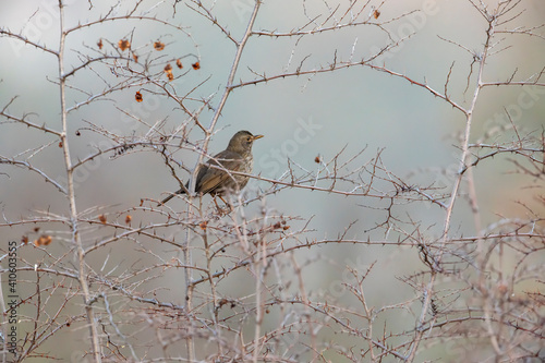 Beautiful birds in Bulgaria nature photo