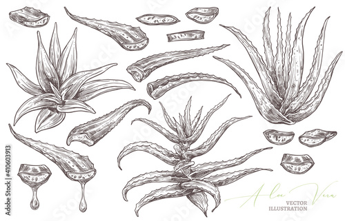Aloe vera leafe, slices and home flowers vector hand drawn set. Herbal medicine plants sketch illustration with barbadensis, cactus with drop of oil for care for skin. Botanical graphic