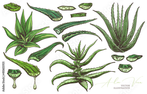 Aloe vera leafe, slices and home flowers vector hand drawn set. Herbal medicine plants sketch illustration with barbadensis, cactus with drop of oil for care for skin. Botanical colorful graphic photo