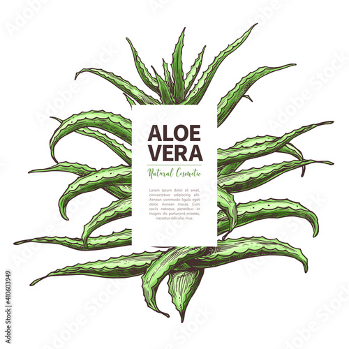 Aloe vera sketch design template of label. Hand drawn vector background with home herbal medicine flower and plant. Botanical illustration
