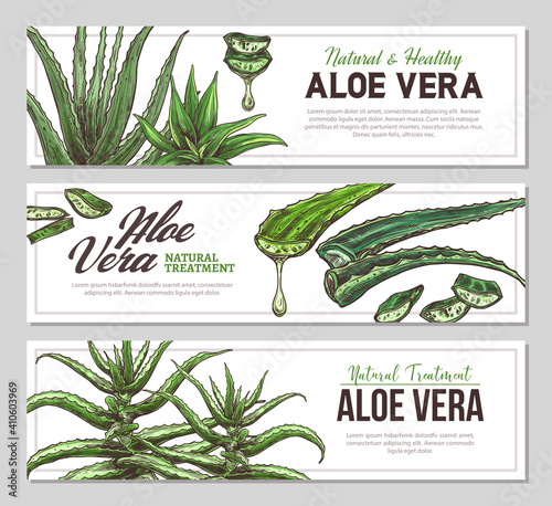 Aloe vera vertical banners with sketch botanical illustrations of medicine plants. Vector template design